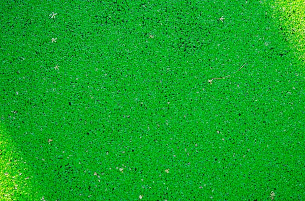 Acqua verde erbaccia texture — Foto Stock