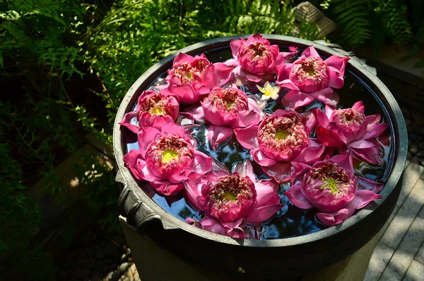Puchar lotosu — Zdjęcie stockowe