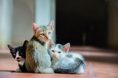 karanlıkta yalnız yavru kedi grubu