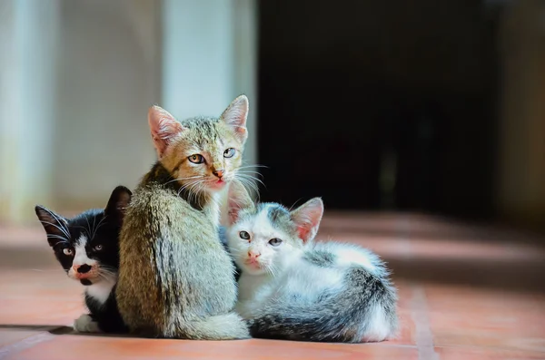 Group of kittens left alone in the dark