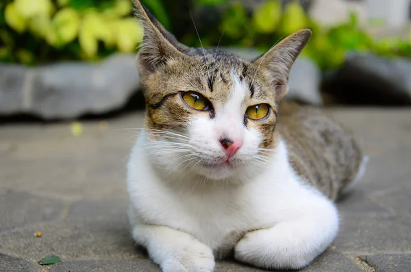 Gato soñoliento —  Fotos de Stock