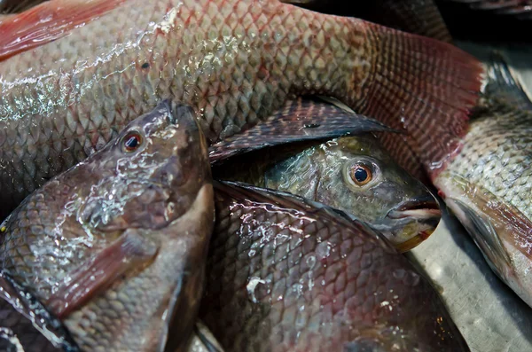 Vida peixe vendendo no mercado — Fotografia de Stock