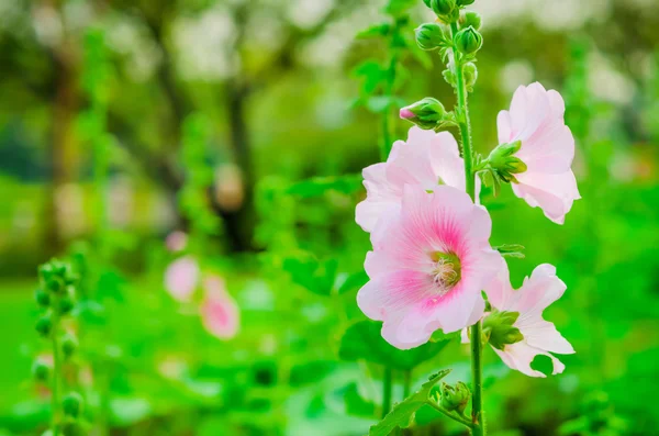 Floración de Hollyhock rosa — Foto de Stock