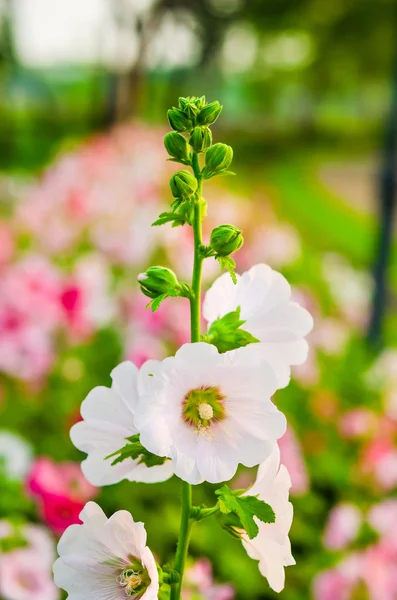 Floración de Hollyhock blanco — Foto de Stock