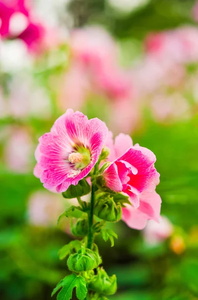 Floración de Hollyhock rosa — Foto de Stock