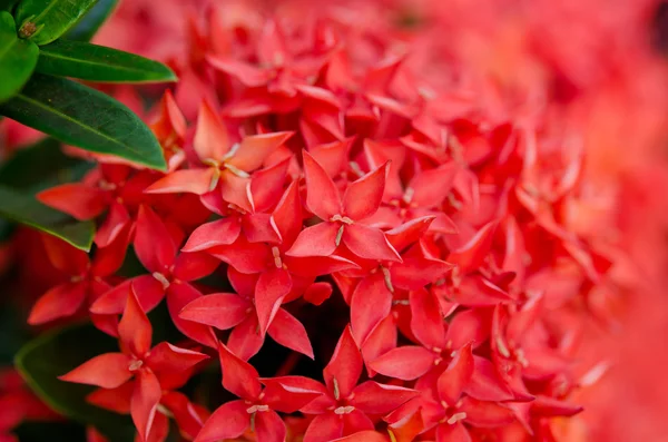 Um monte de Ixora vermelha. — Fotografia de Stock