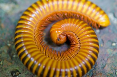 bir millepede closeup