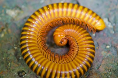 bir millepede closeup