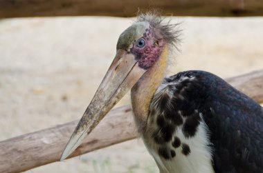 Closeup of a bald-head Stork (Marabou Stork) clipart
