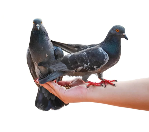 Pigeons eating food on the hand in white background — Stock Photo, Image