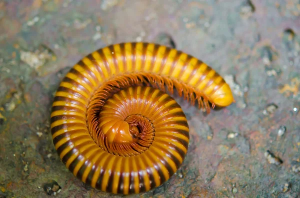 Bir millepede closeup — Stok fotoğraf