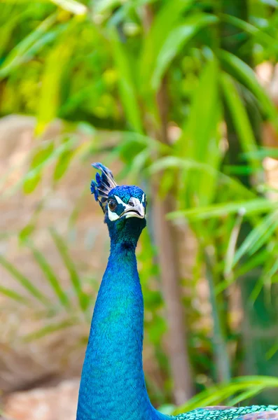 Closeup of an Indian peafowl head — Stock Photo, Image