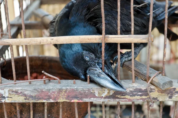 A blind crow is trying to break free from this hell cage. — Stock Photo, Image