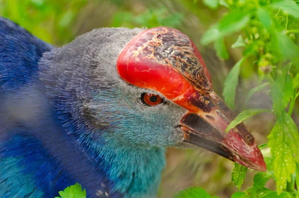 A closeup of Purple Swamphen (bird) while it is finding food. — Stock Photo, Image