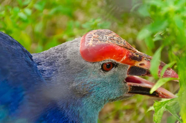 A closeup of Purple Swamphen (bird) while it is finding food. — Stock Photo, Image