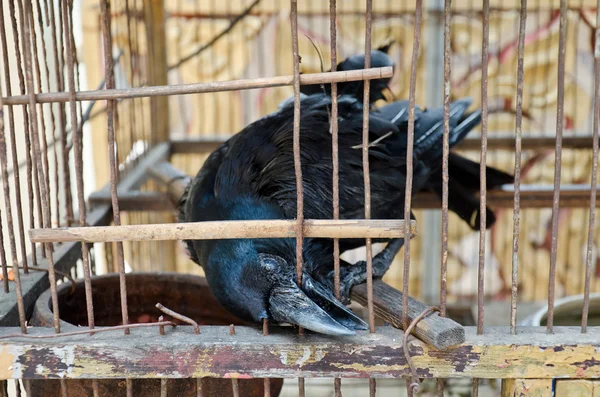 A blind crow is trying to break free from this hell cage. — Stock Photo, Image