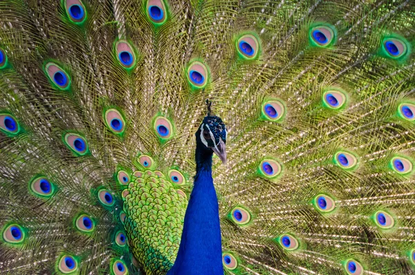 An Indian peafowl is spreading it's tail-feathers to the female — Stock Photo, Image