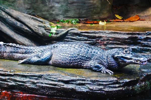 Un alligator d'eau douce reposant sur le bord de la rivière naturelle — Photo