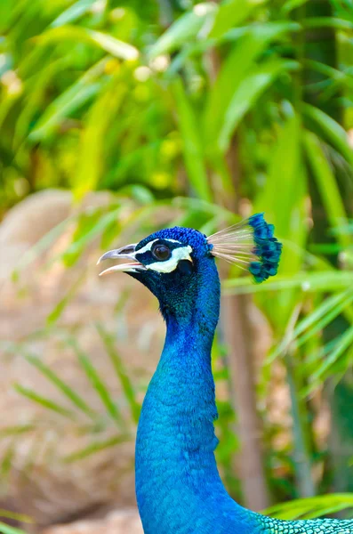 Closeup of an Indian peafowl head — Stock Photo, Image