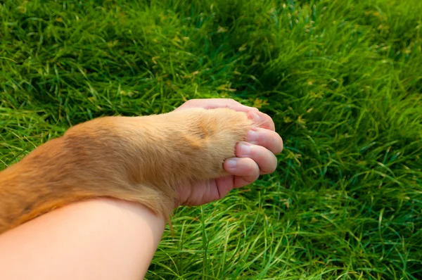 Liefde zonder grenzen Stockfoto