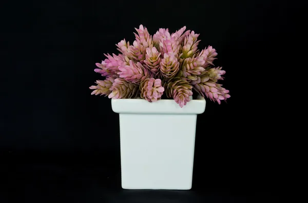 Pink cone ginger flower in white little pot, on the black cloth background — Stock Photo, Image