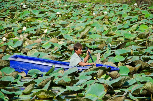 A man is stucking in the middle of lotus pond — Stock Photo, Image