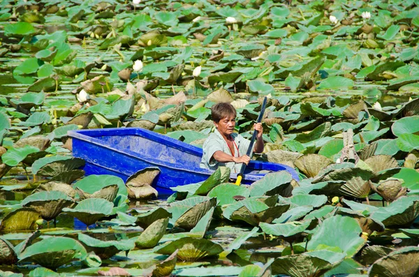 A man is stucking in the middle of lotus pond — Stock Photo, Image