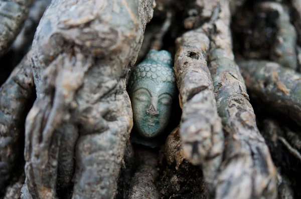 La tête de Bouddha cachée dans la racine — Photo