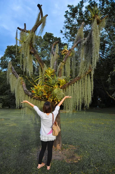 亚洲女人崇拜一个奇怪的树 — 图库照片