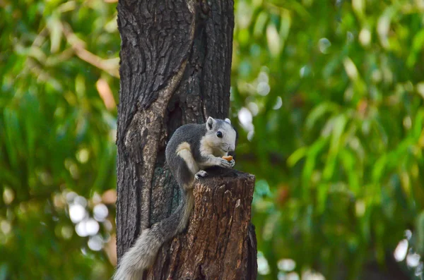 Divoká veverka jíst suché ovoce na stromě — Stock fotografie