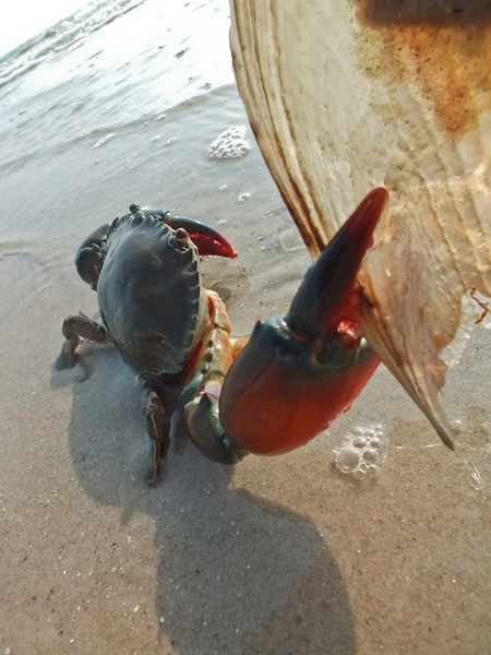 Aggressive crab attacking a shell — Stock Photo, Image