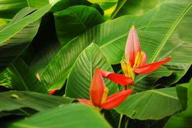 muz çiçekler ve yapraklar