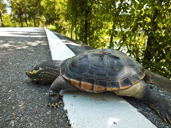 Death turtle on the street. — Stock Photo, Image