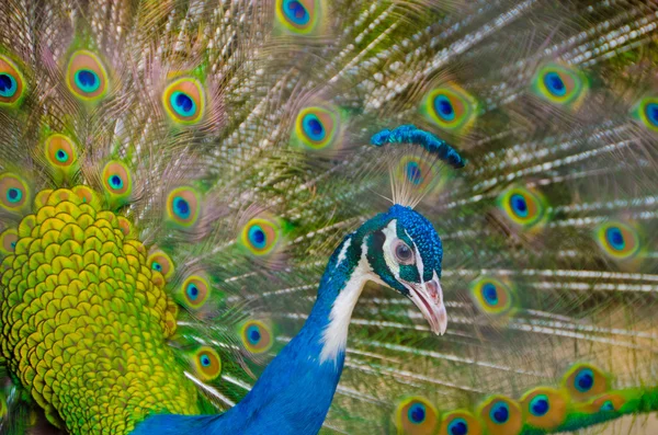 An Indian peafowl is spreading it's tail-feathers to the female — Stock Photo, Image
