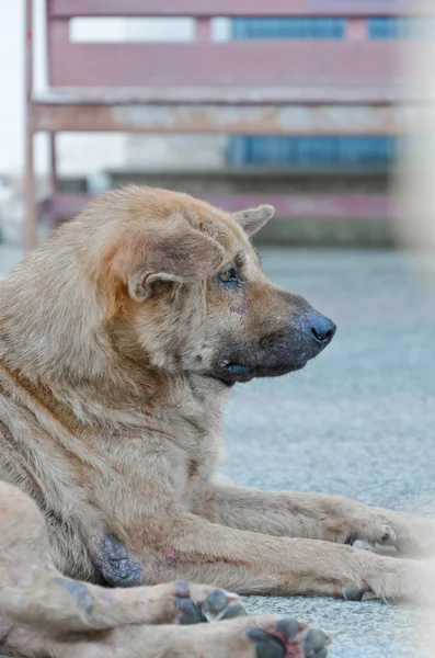 Chien errant regard vers l'avenir — Photo