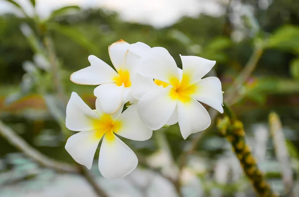 Wild Champak flower closeup — Stock Photo, Image