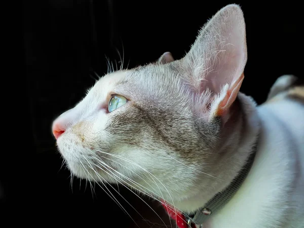 Un gato gris está mirando algo en un fondo de aislamiento negro —  Fotos de Stock