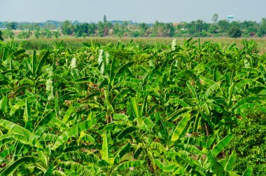 Tayland kırsal alanda muz ormanı