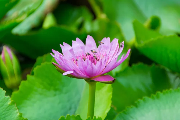 Flor de lótus rosa com abelhas dentro — Fotografia de Stock