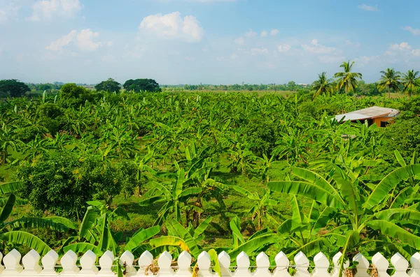 Pădurea Bananelor în zona rurală a Thailandei — Fotografie, imagine de stoc