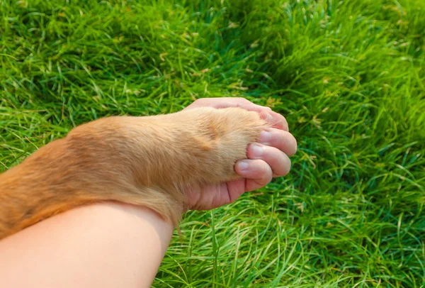 人权和一条狗，手牵着手。一个可爱的友谊概念. 图库照片