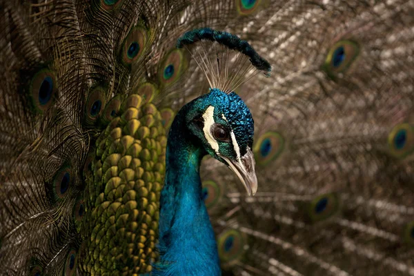 Peacock — Stock Photo, Image