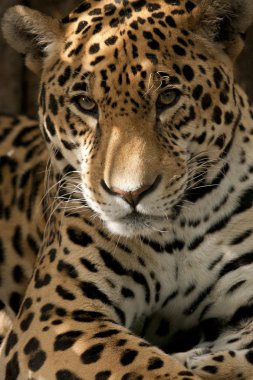 leopar