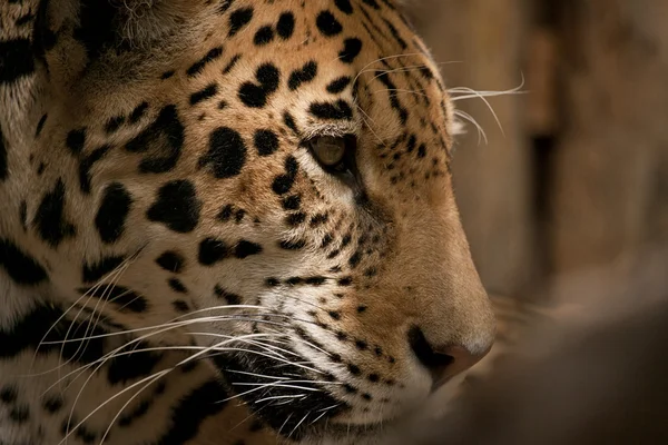 Leopard — Stockfoto