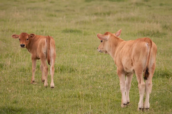 Toro e mucca — Foto Stock