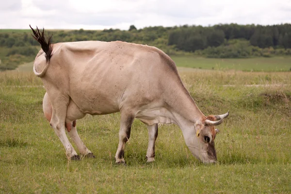 Vaca de pastoreo — Foto de Stock