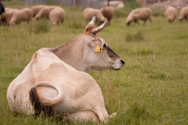 Vaca de pastoreo — Foto de Stock