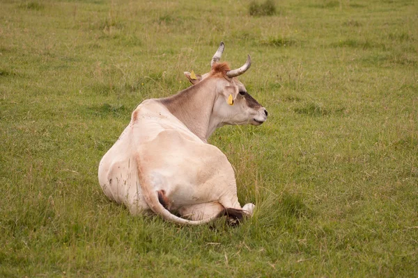 Vacca da pascolo — Foto Stock