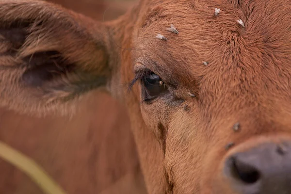 Banteng — Stok Foto