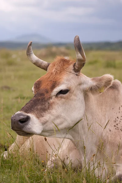 Betande ko — Stockfoto